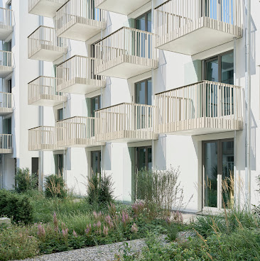 Schwan Locke, Theresienwiese by null