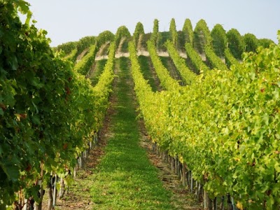 Best Barbaresco Wine Tours