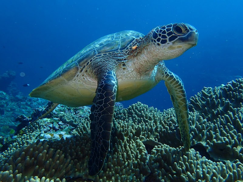 Discover Ishigaki Tours