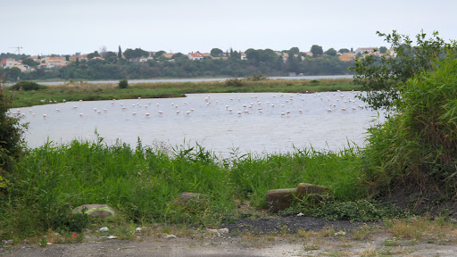 Lac Flamingo - Thumbnail