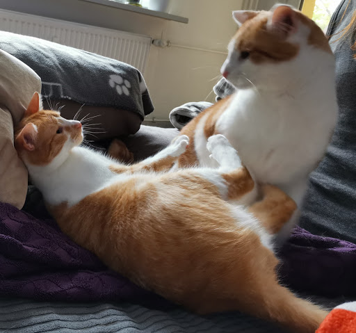 Dr. Günter Fenn veterinarian - Thumbnail