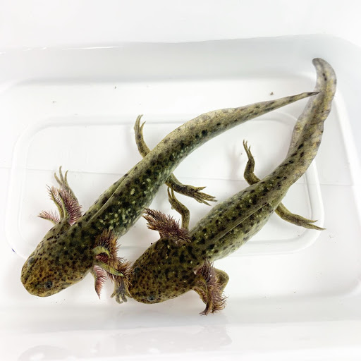 Gem City Axolotls LLC