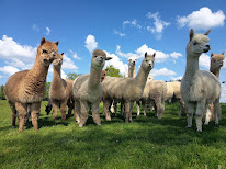 LES LAMAS DU TILLOUX à Deux-Chaises