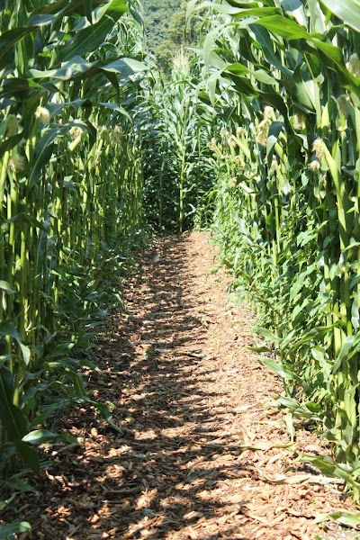 Photos of Lindauer Maislabyrinth