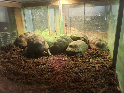 Ack's Exotic Pets - Thumbnail