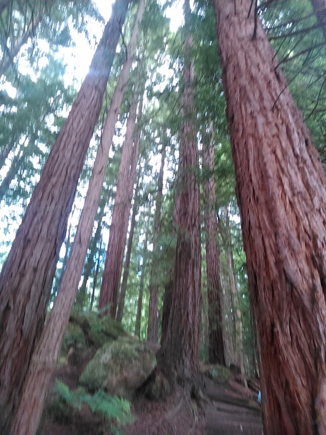 Whakarewarewa Red Woods Mountain Bike Park