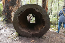 Visit Redwood Forest on your trip to Warburton or Australia