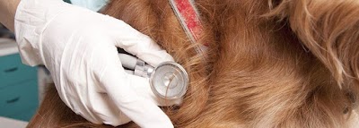 Photos of Ambulatorio Veterinario La Villa Dott. Alberto Pancani