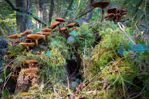 Bracken Woods - Thumbnail