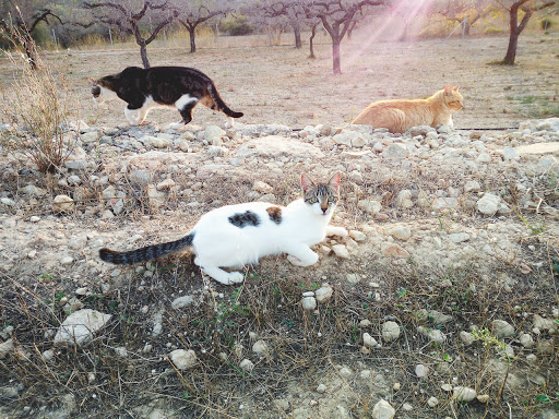 Proda Vinaròs