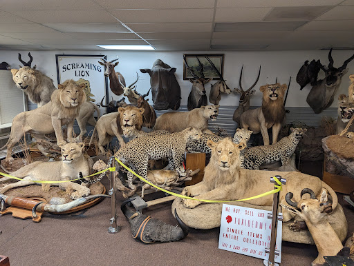 Screaming Lion Antiques - Thumbnail