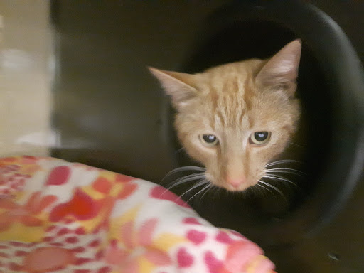 Pincher Creek Humane Society - Thumbnail