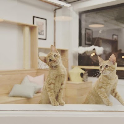 Felius Cat Café