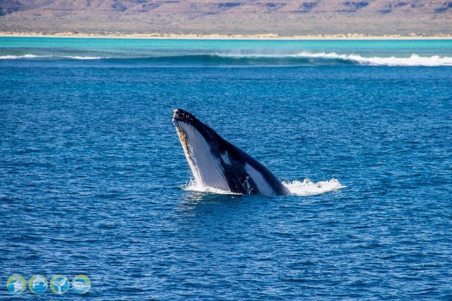 Ocean Eco Adventures