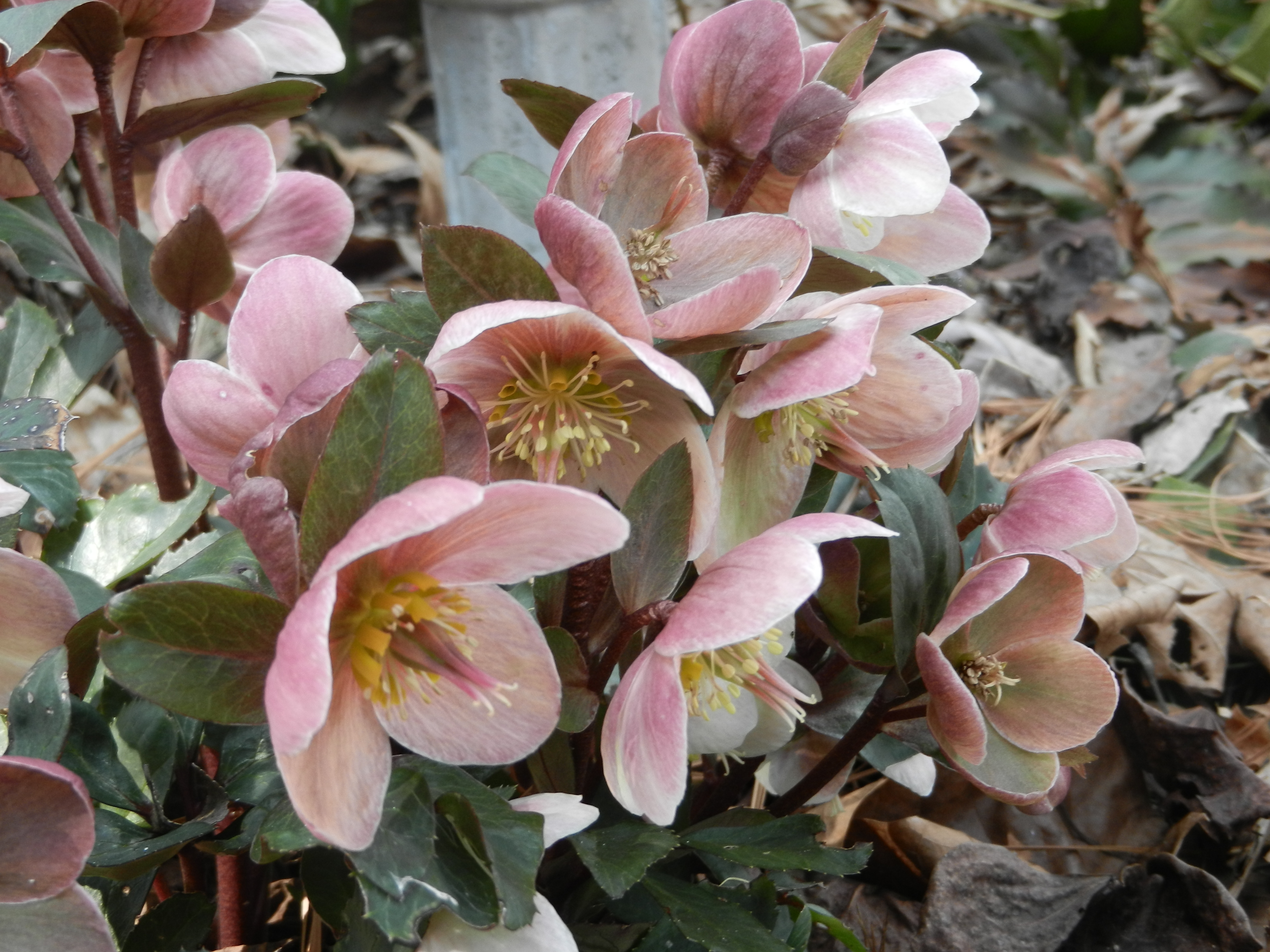 Birdsong Pleasure Garden