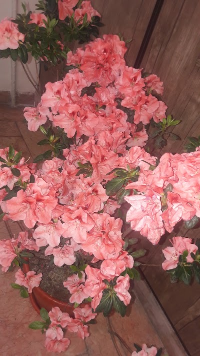Photos of Hamyari Park