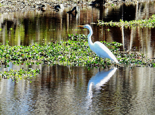New Orleans Swamp Tours LLC Gallery - United States