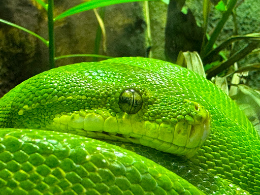 Reptielenhuis - Thumbnail
