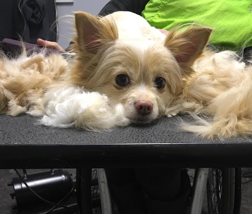 Houghton Dog Groomers Ltd