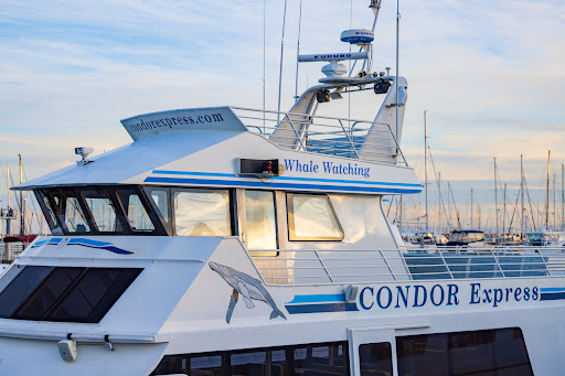 Condor Express Whale Watching Gallery - United States