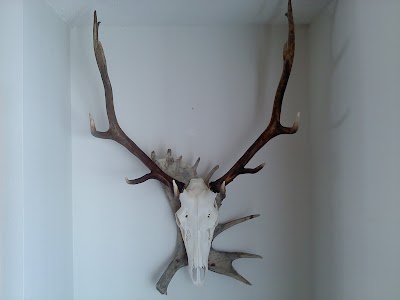 NORTH ANTLER TAXIDERMY