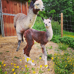 Photo n°6 de La Ferme des Andes - Gîte et Chambres d'hôtes à Quins (Boutique hors taxes)