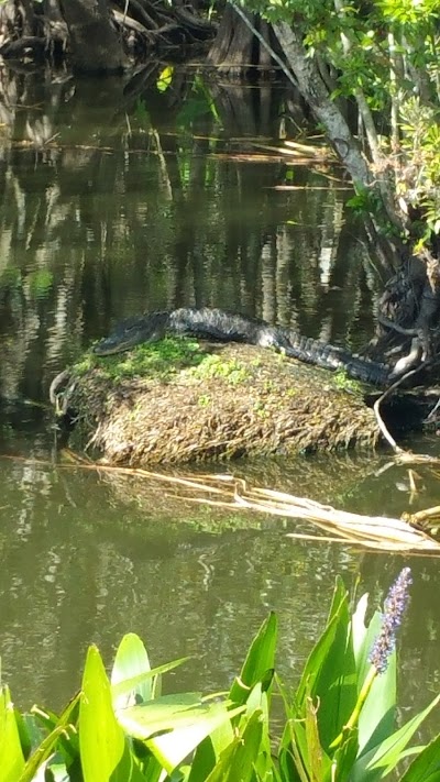 Photos of Airboats & Alligators Inc.