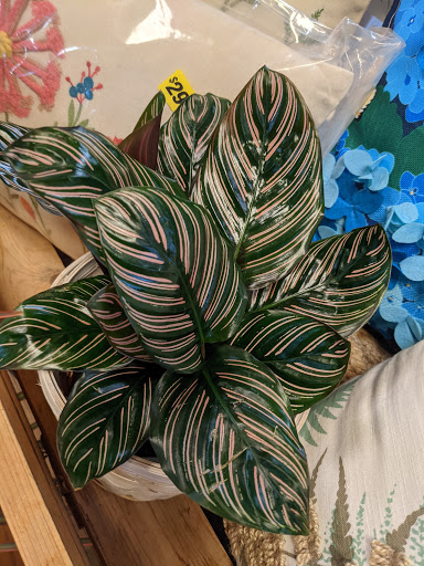 Lex Plant Farm & Garden Center - Thumbnail
