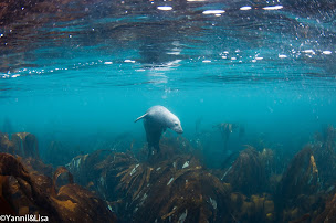 Photo n°32 de Madeo Plongée à Lanildut (Moniteur de bateau-école)