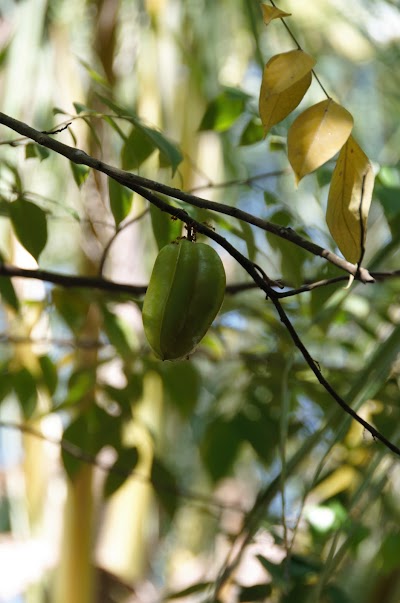 Photos of Golden Creeper Spice & Herbal Garden