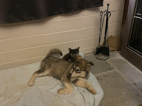 Bien dans ses pattes à Guerlédan