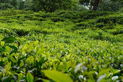 Photos of Hazarikhil Wildlife Sanctuary