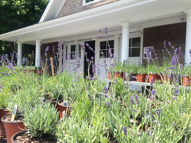 Lavender By the Bay