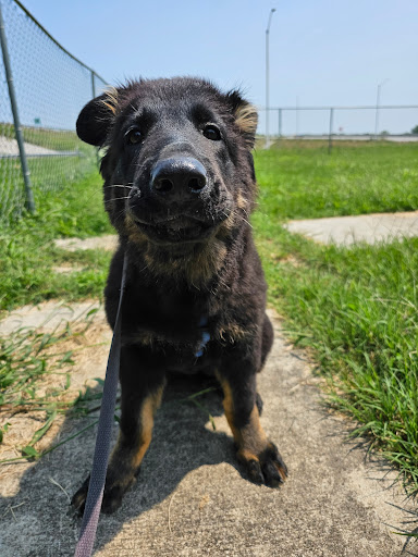 Emmylou Wischmeier Dog Park (Sponsored by Columbus Veterinary Services) Gallery - United States