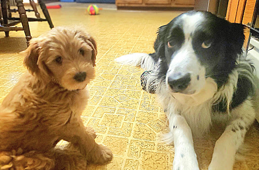 Oak Creek Veterinary Care - Thumbnail