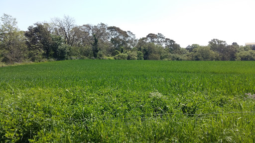The Sughereta (Grove)