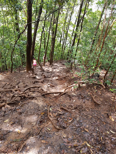 ʻEwa Forest Reserve - Thumbnail