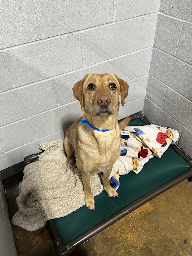 The Pawms Pet Resort - Tuscaloosa - Thumbnail