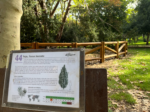 Árbol singular: Tejo - Visual