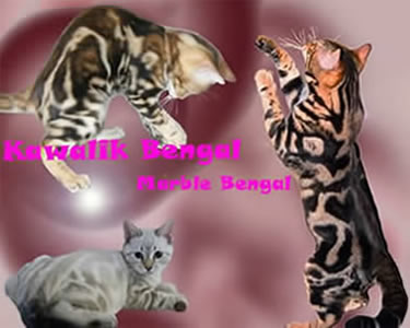 KAWALIK BENGAL elevage chat - Thumbnail