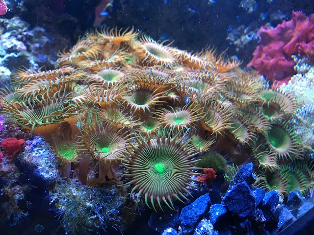 Aquarium Sea Life