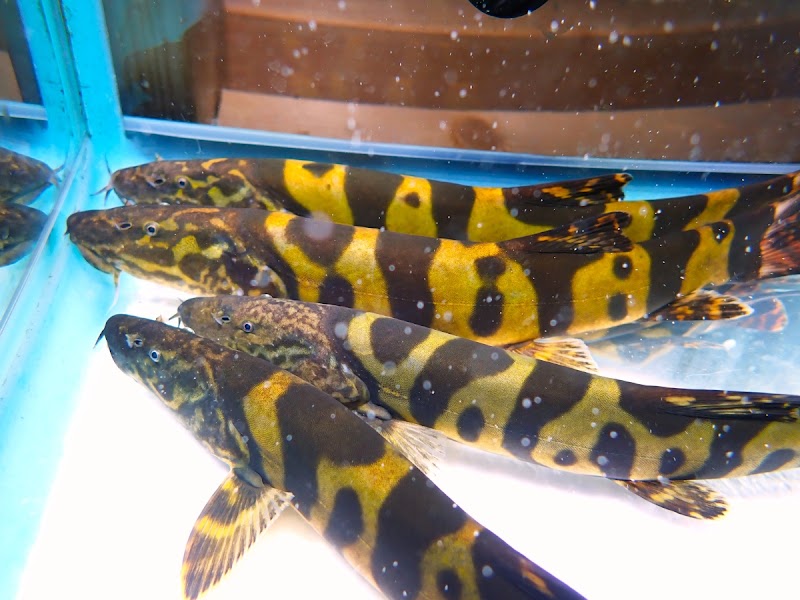 (株) 勝鮎 KATSUAYU CO.,LTD.