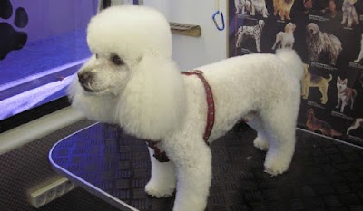 Photos of Veterinaria "Mascotas"