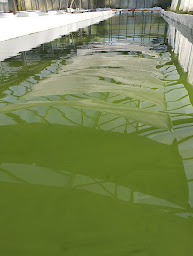 Photo n°8 de Spiruline du rocher à Roquebrune-sur-Argens (Producteur agroalimentaire)