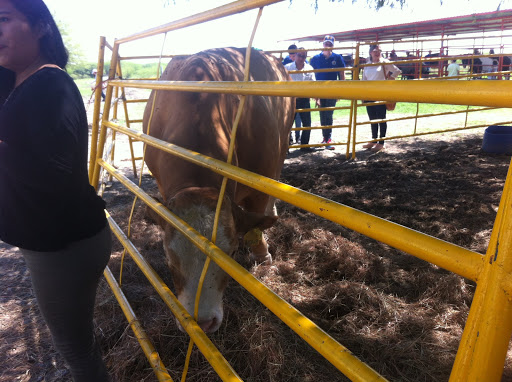 Centro de Investigación en Producción Agropecuaria, UANL / Viñedo UANL - Thumbnail