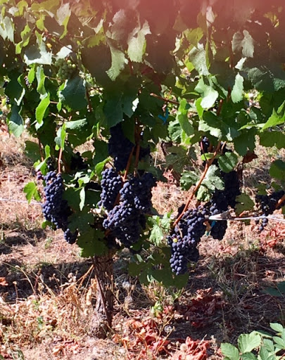 WineDirt.com - Thumbnail