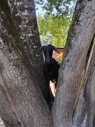 Photo n°13 de Ranch et Ferme du Saut du Loup à Miramont-de-Guyenne (Ferme pédagogique)