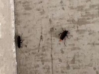 株式会社Qujolia(クジョリア）