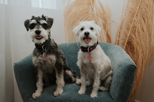 Governors Road Animal Hospital - Thumbnail