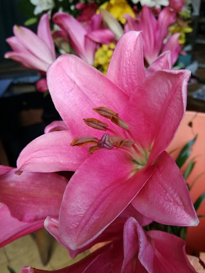 Photos of Florister&iacute;a Jard&iacute;n Orquidea